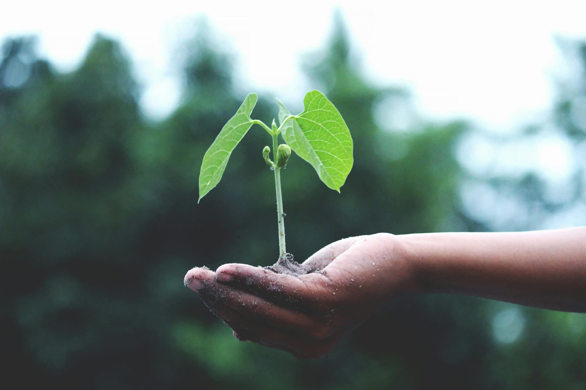 ISO 9001 & Klimaatverandering: Wat Betekent het Klimaat-amendement van 2024 voor uw Kwaliteitsmanagementsysteem